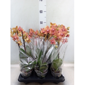 Phalaenopsis multi. 'FC SunsetLove'