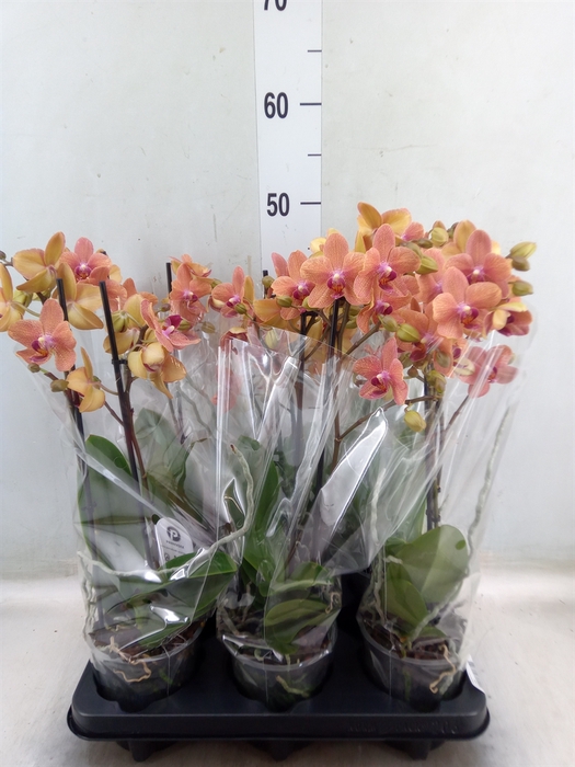 <h4>Phalaenopsis multi. 'FC SunsetLove'</h4>