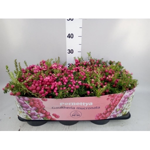 Gaultheria mucronata