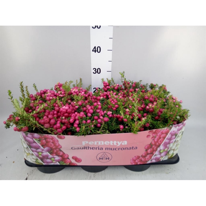 <h4>Gaultheria mucronata</h4>