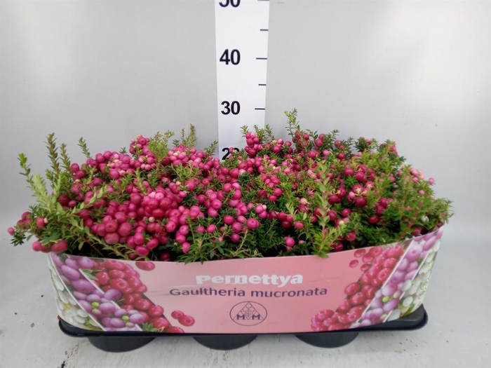 <h4>Gaultheria mucronata</h4>