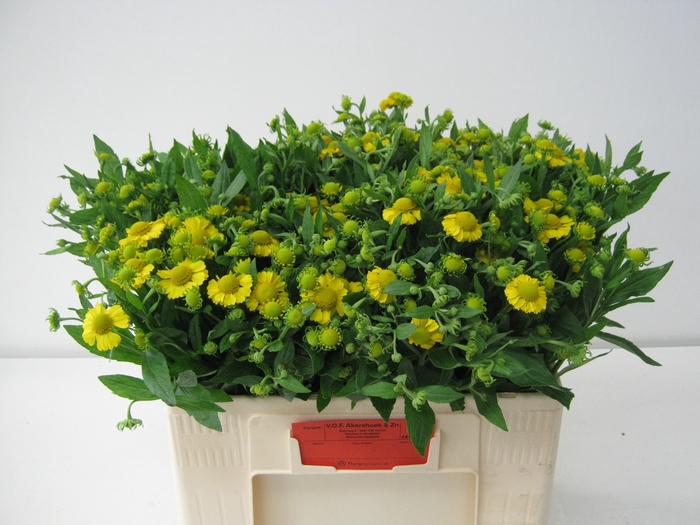 <h4>Helenium Kanaria Akershoek</h4>