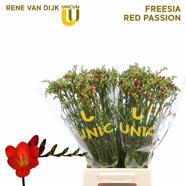 <h4>FR EN RED PASSION</h4>