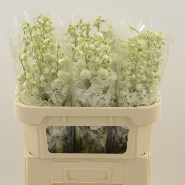 <h4>Delphinium Snow White</h4>