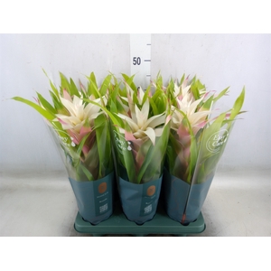 Guzmania  'Deseo Magical White'