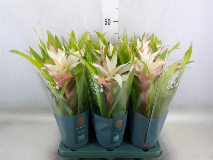 <h4>Guzmania  'Deseo Magical White'</h4>