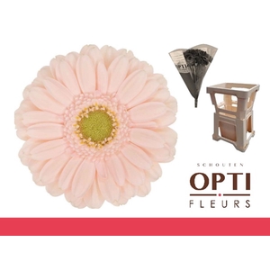 Germini Alix-Noor Water