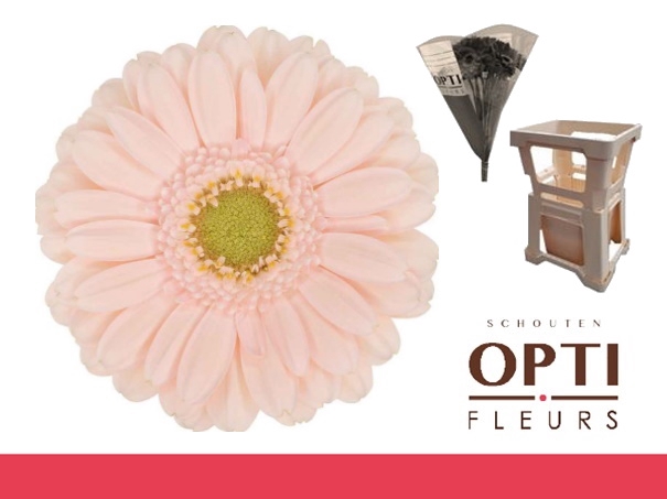 <h4>Germini Alix-Noor Water</h4>