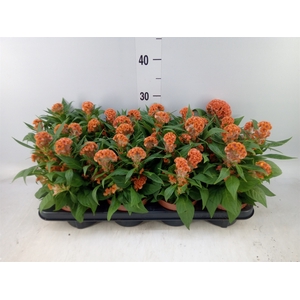 Celosia arg. CR 'Twisted lg Orange'