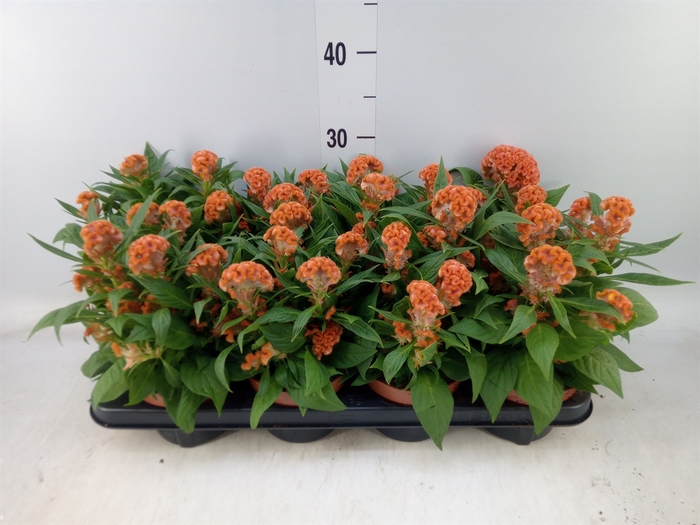 <h4>Celosia arg. CR 'Twisted lg Orange'</h4>