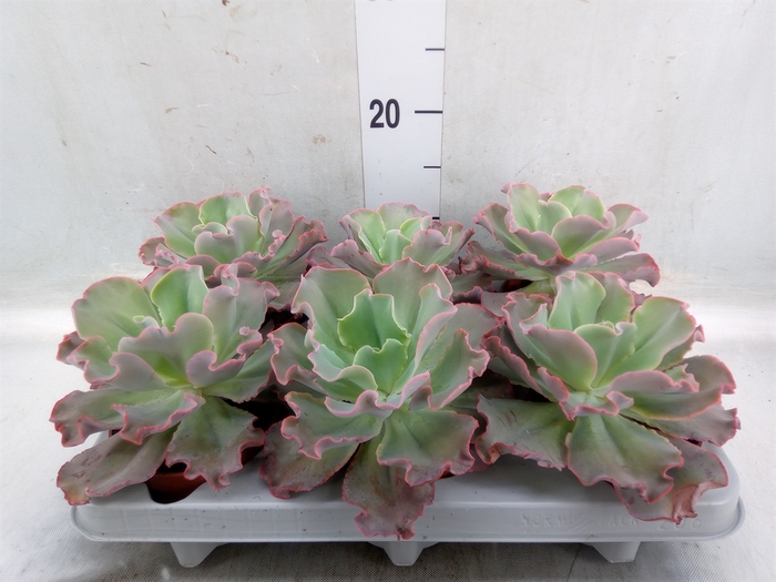 <h4>Echeveria   ...</h4>