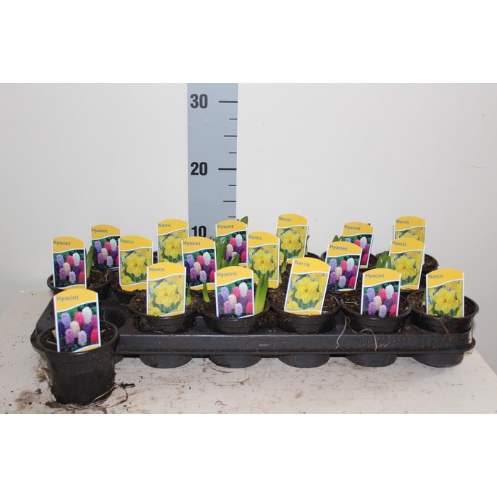 <h4>BOLBLOEMEN GEM</h4>