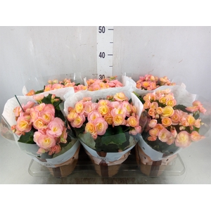 Kalanchoe  'MoreFlow Geneva'