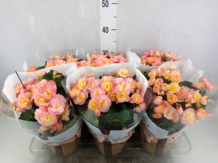 <h4>Kalanchoe  'MoreFlow Geneva'</h4>