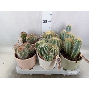 Cactus   ...mix