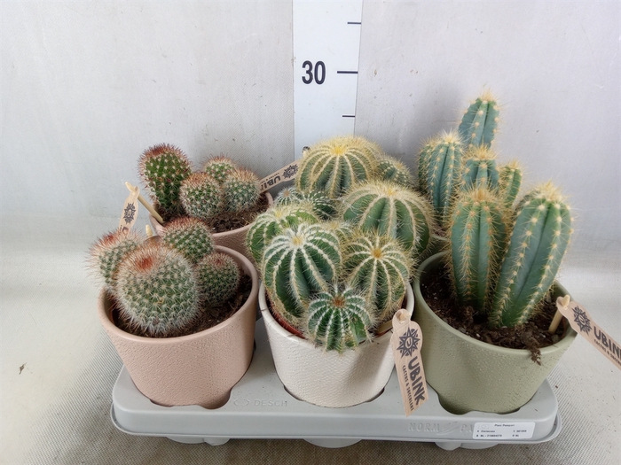<h4>Cactus   ...mix</h4>