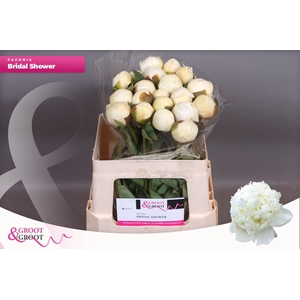 Paeonia Bridal Shower