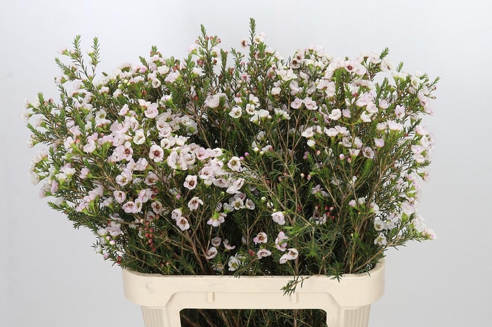 <h4>Chamelaucium Moonlight Delight</h4>