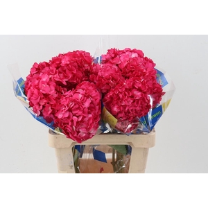 Hydr Raspberry Tinted Sel Box