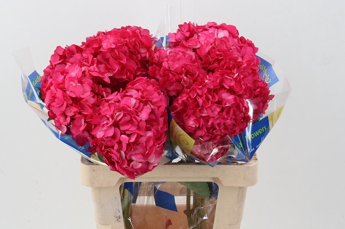 <h4>Hydr Raspberry Select</h4>