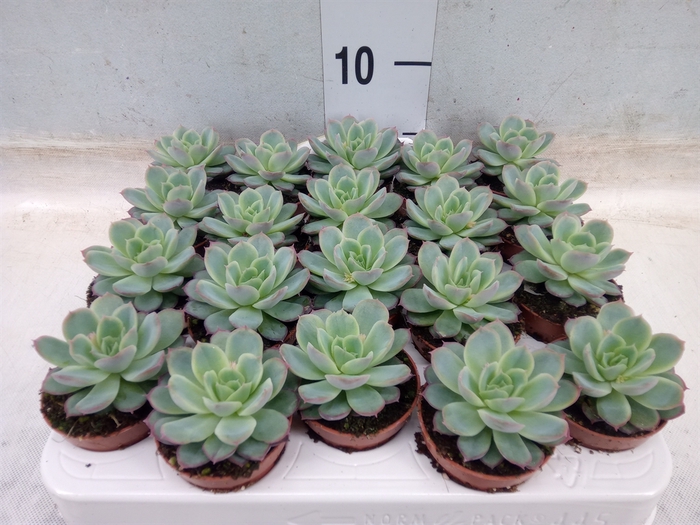 <h4>Echeveria   ...not flowering</h4>