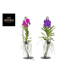 Vanda hybriden