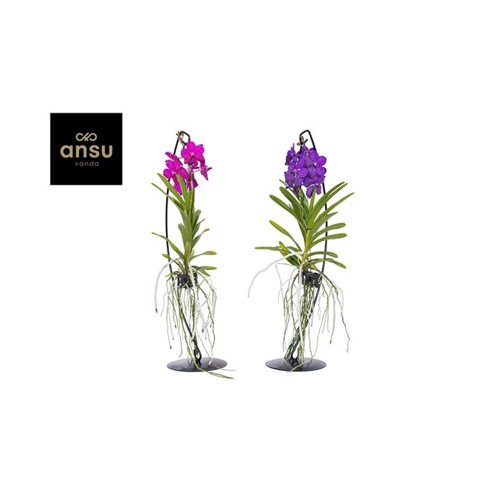 <h4>Vanda op standaard Mix</h4>