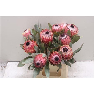 Protea Barbigera Air