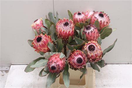 <h4>Protea Barbigera Air</h4>