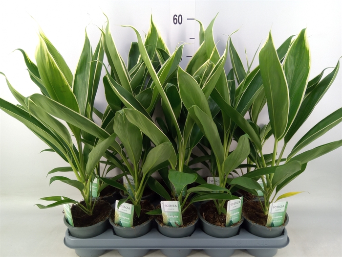 <h4>Cordyline fruti. 'Conga'</h4>