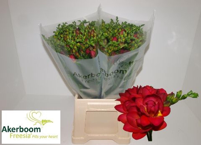 <h4>Freesia du Expression</h4>