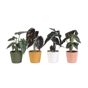 ALOCASIA MIX P6 L 65910