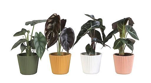 <h4>ALOCASIA MIX P6 L 65910</h4>