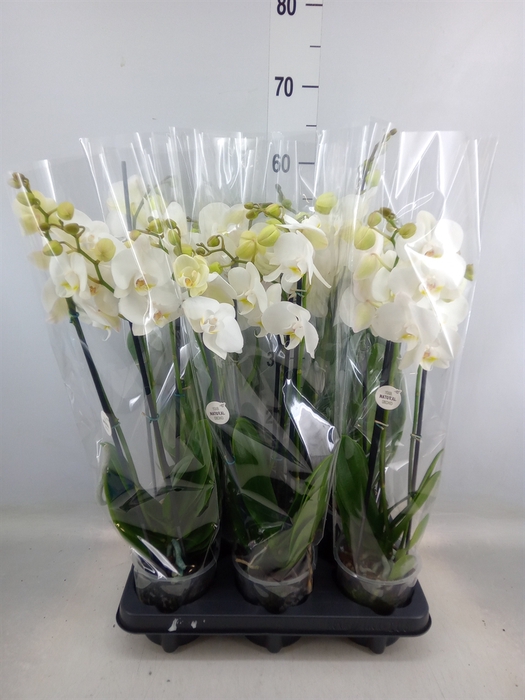 <h4>Phalaenopsis   ...white</h4>