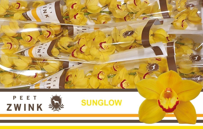 <h4>CYMB T SUNGLOW</h4>