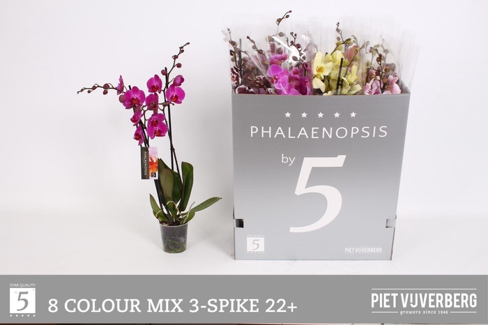 <h4>PHAL GEM 8 KL</h4>