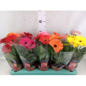 Gerbera   ...mix