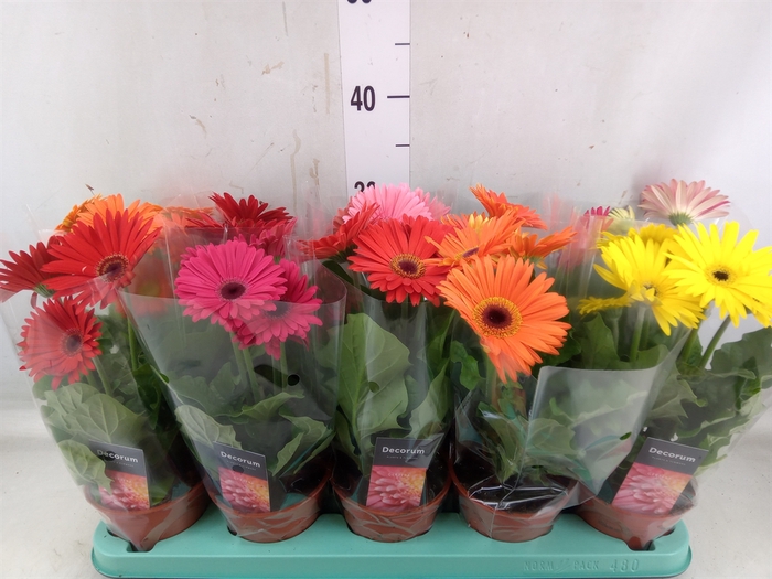 <h4>Gerbera   ...mix</h4>