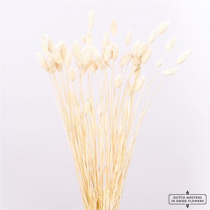 <h4>Dried Phalaris Bleached Bunch Slv</h4>