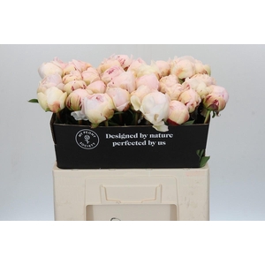 Paeonia Odile