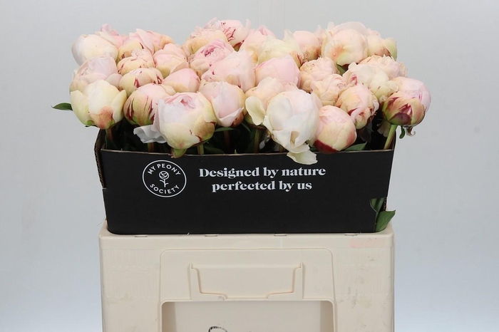 <h4>Paeonia Odile</h4>