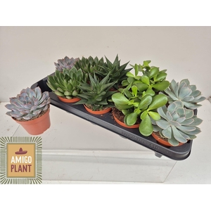SUCC GEM 5 SRT
