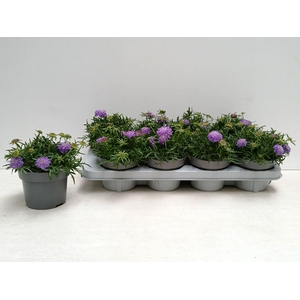 SCAB CO BUTTERFLY BL