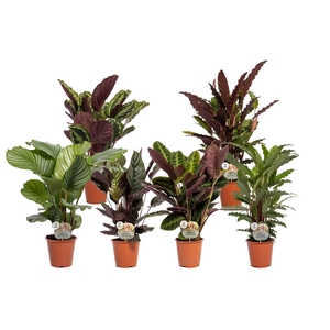 Calathea   ...mix