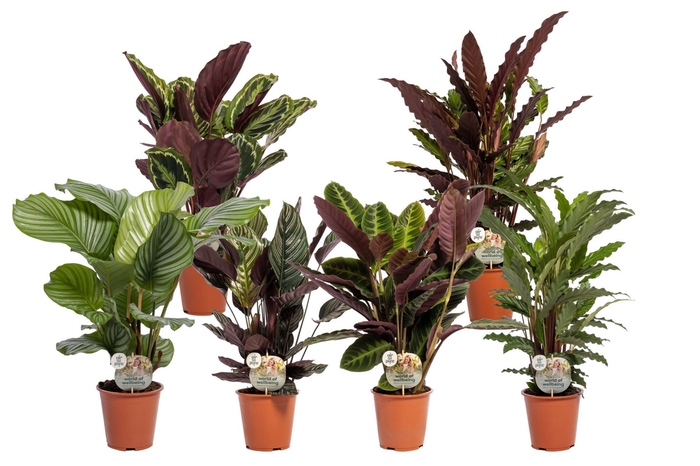 <h4>Calathea   ...mix</h4>