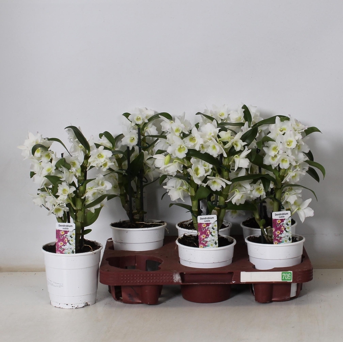 <h4>DEND NOBILE</h4>