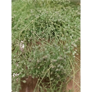 GESTABILISEERD GYPS MILLION STAR MINTGROEN