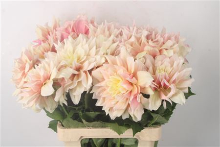 <h4>Dahl Bronze Beauty</h4>