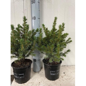 picea glauca conica