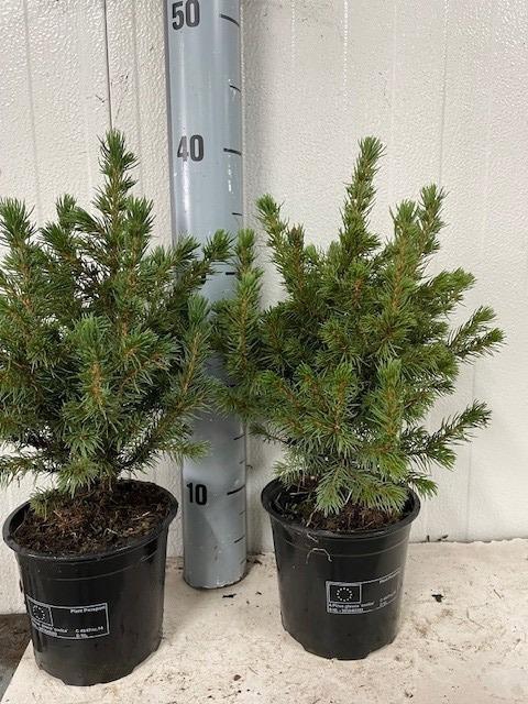<h4>picea glauca conica</h4>